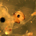 Bivalve larvae