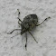 Stink Bug