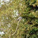 Belted Kingfisher, female