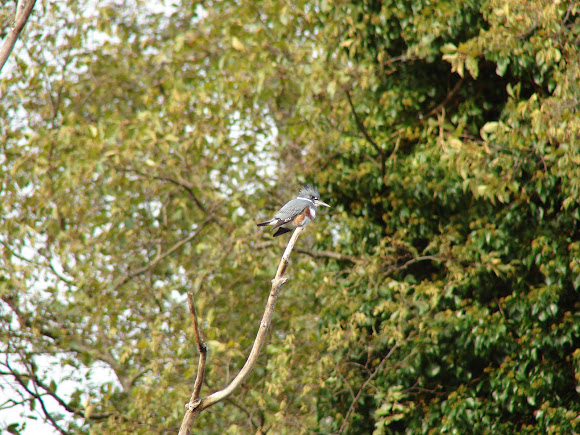 Spotting Image 1