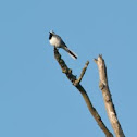White Wagtail