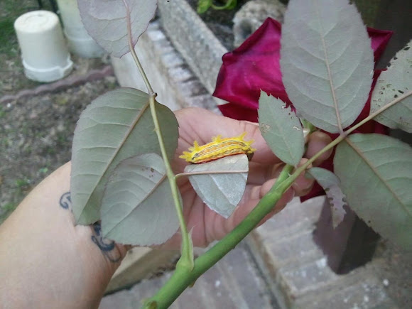 Spotting Image 1