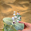 Al ashkar / Sodom's apple