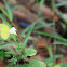 Yellow Butterfly