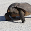 Gopher Tortoise