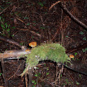 Fringed Tubaria