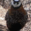 Reeve's Pheasant