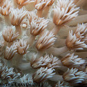 Soft Coral
