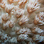 Soft Coral