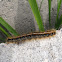 Tent caterpillar