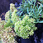 Samphire, Meerfenchel