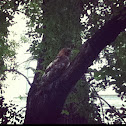 Red Tail Hawk