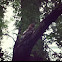 Red Tail Hawk