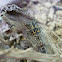 Cicada