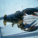 Lobster