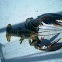 Lobster