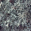 Liquen crustáceo escamoso / Lichen squamulose