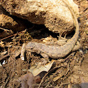 Eastern Fence Lizard