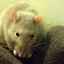 Fancy Rat