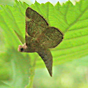 Yellow-fringed Dolichomia Moth