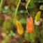Pitcher Plant