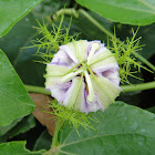 Passion Flower (unbloomed)