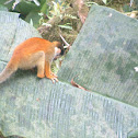 mono ardilla (titi)