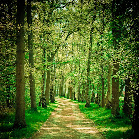 by Leire Unzueta - Landscape & Nature Forests