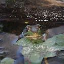 Green Frog