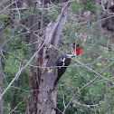 Pileated Woodpecker