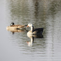 Canadian Goose