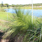 Grass Tree