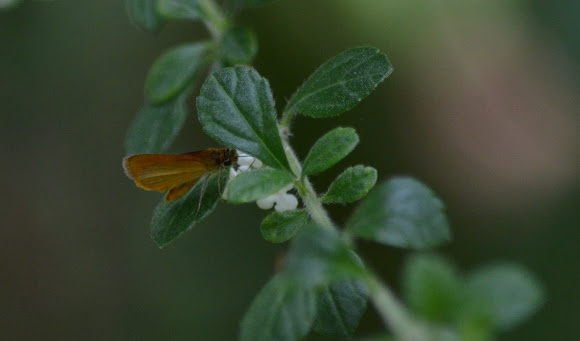 Spotting Image 1