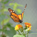 Monarch butterfly