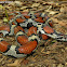 Red x Eastern milk snake