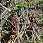 Coral Bean
