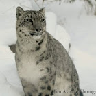 Snow Leopard