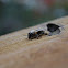 European honey bee