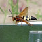 Eastern cicada killer