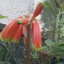 Green-tip Forest Lily