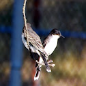 Eastern Kingbird