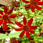 African daisy
