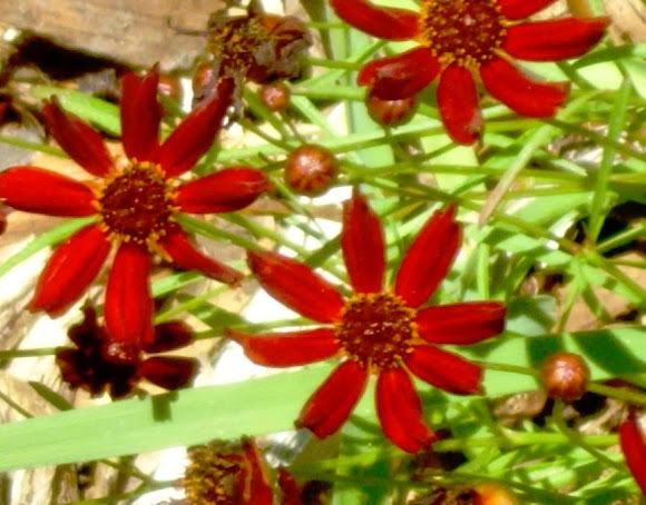 Spotting Image 1