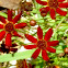 African daisy