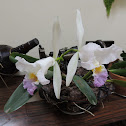 Orchid Catleya