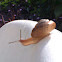 Snail