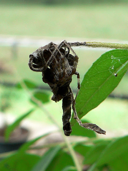 Spotting Image 1