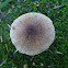 Psathyrella