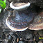 Bracket fungus