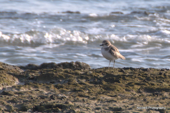 Spotting Image 1